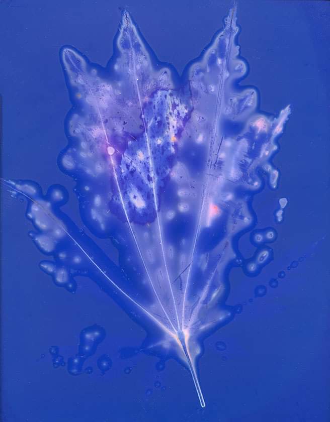 ArtsDarke's tweet photo. Acer Leaf. Unfixed Phytogram on Shanghai 100 iso 54 Sheet film using homemade developer and exposed for 24 hours. #lumen #cameraless photography #alternativephoto process #plants #fineart #analogue #vintage #botanical #experimentalphotography #phytogram https://t.co/u4uebA9n9D