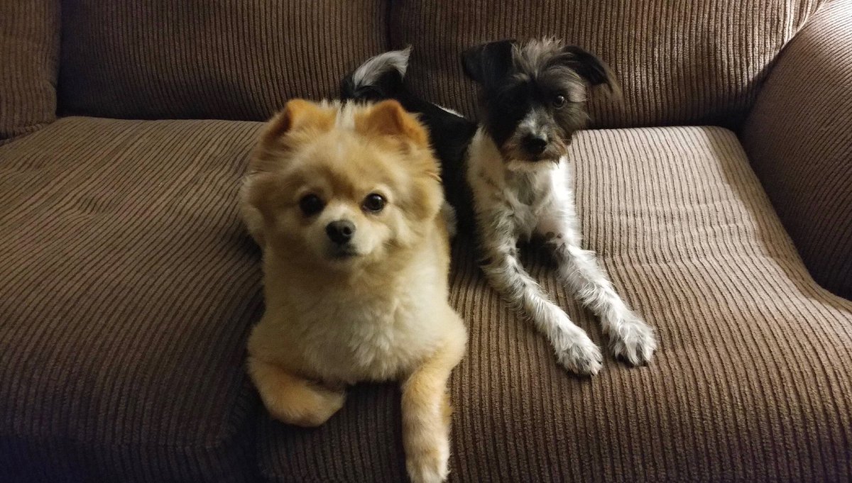 sundiskofficial's tweet photo. @wirelessriot Here are two good boys.  Marty and Frankie, respectively.  Marty is fearless and loves everyone.  Frankie is very anxious boy but a low-key snuggler💙💙 https://t.co/wVHaJ9bcJU