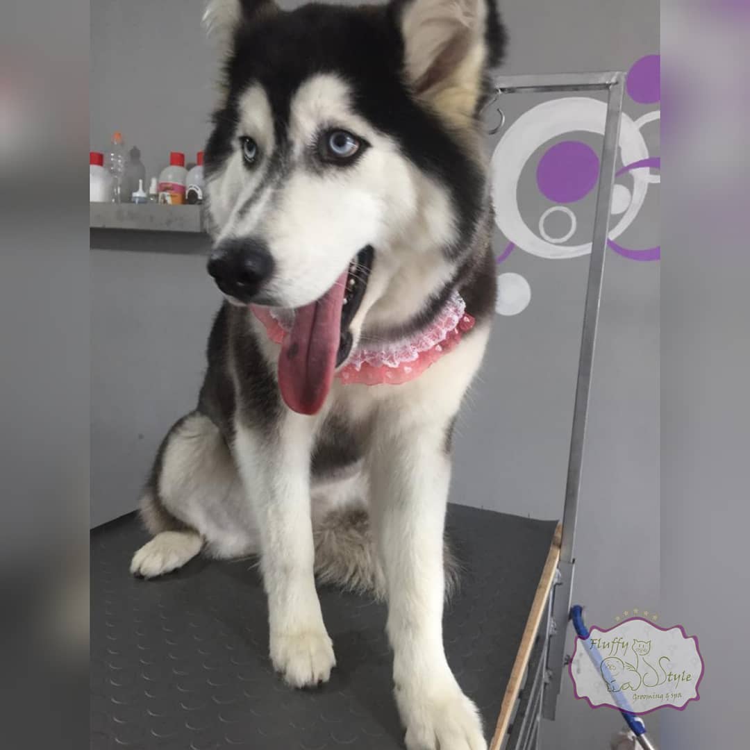 fluffystyle_'s tweet photo. Qué hermosa ha quedado esta pequeña 🐩 Feliz de visitar Fluffy Style 🐾 #mascotasquito #mascotasecuador #peluditosquito #petsquito #peluqueriacanina #groomingquito #dogs #catsQuito #mascotas #spa #spacanino #spacaninoyfelino #baño #Quito #quitoEcuador #husky #huskysiberiano https://t.co/6GBi6PoPqc