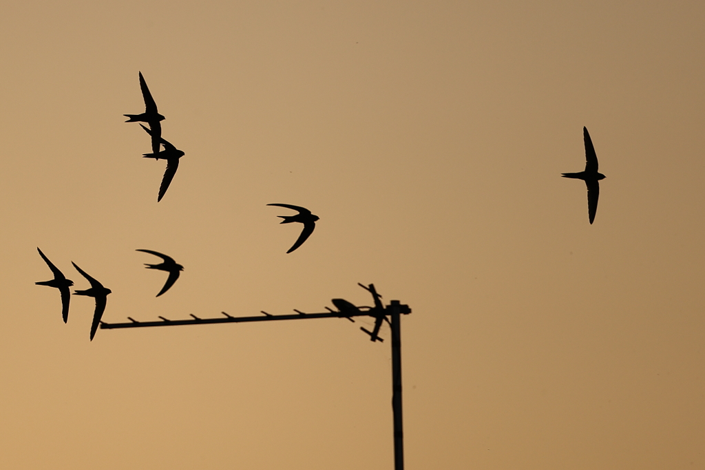 robinmmorrison's tweet image. Low level screaming swifts in my home town in South Somerset this week. #SwiftMapper

@Natures_Voice @somersetbirds @SomersetWT