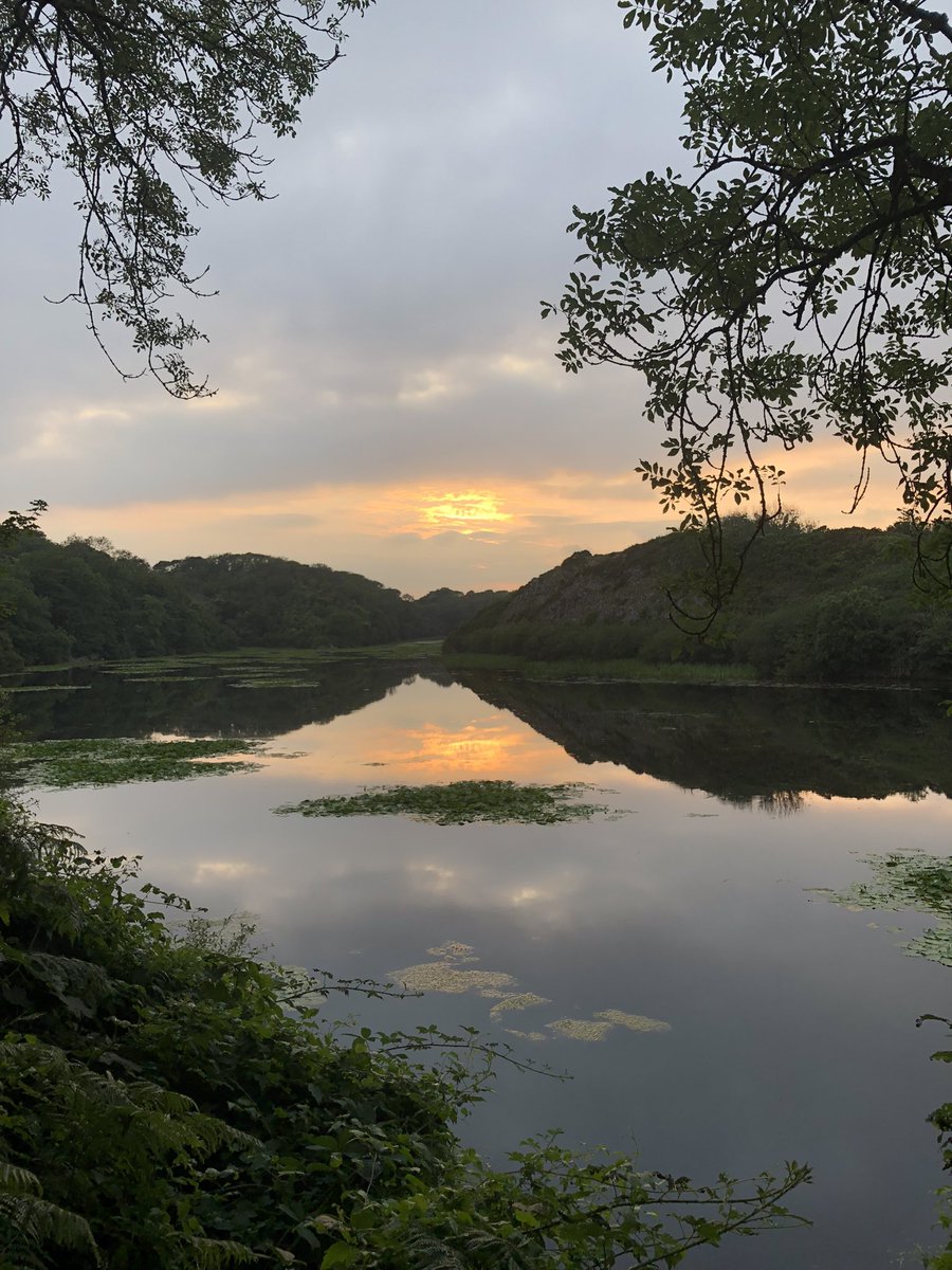 Sarahmaccardiff's tweet photo. Tranquil evening trot around the lily ponds https://t.co/cpNw4T7KbC