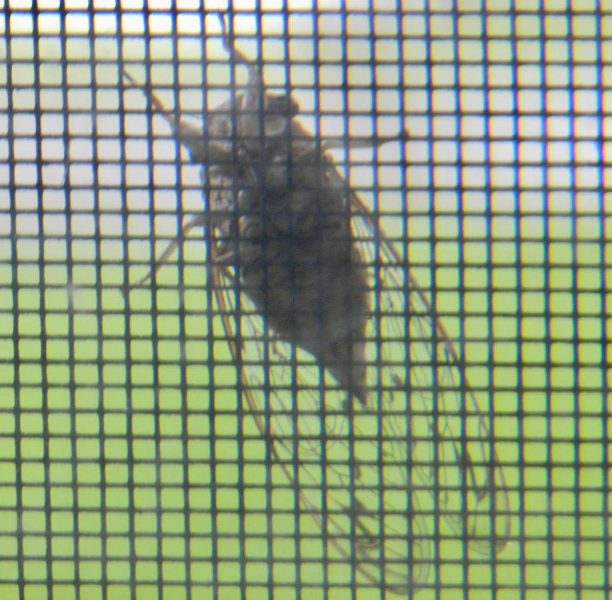 neocurio1's tweet photo. cICADA VIEW FROM UNDERNEATH #cicada #broodx #differentpointofview #insect #neocurio https://t.co/i7Y14y5o0N