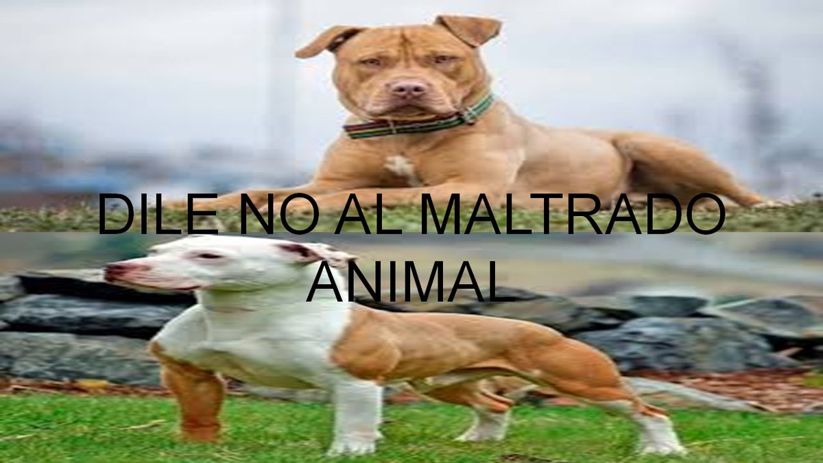 Luisitoelantis1's tweet photo. #dilenoalmaltradoanimal https://t.co/noCd2yXluI