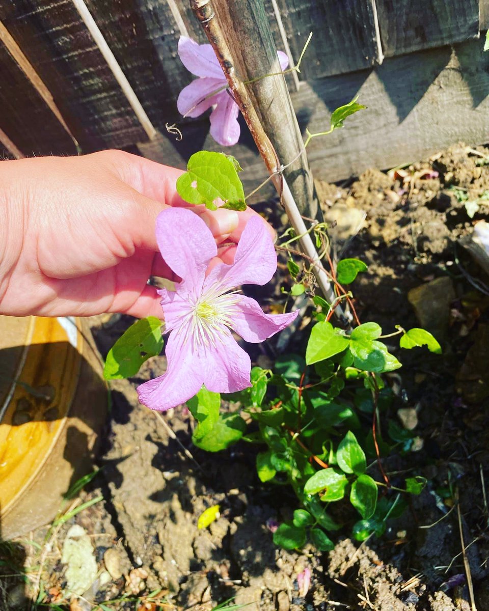 TheLighthouseCe's tweet photo. Todays reason to smile…….my clematis has flowers on it in its first year #ProjectPinkPalace #Clematis #Garden #Pretty #Gift #Transformation xxx https://t.co/6UG0qtJzYk
