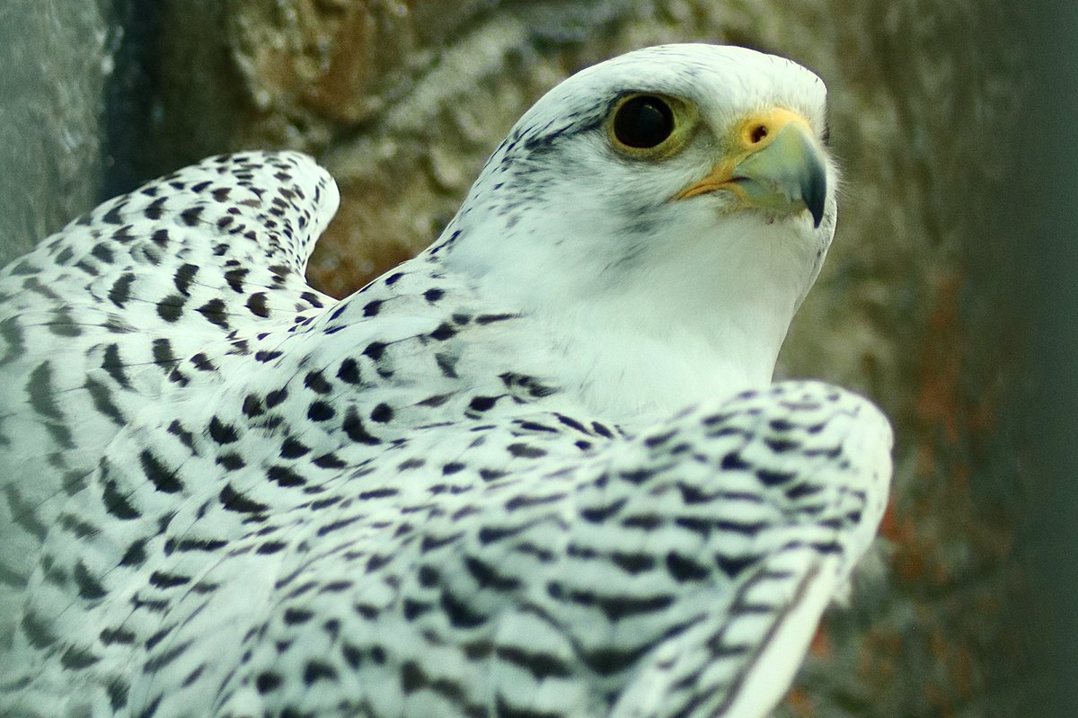 jw2008SS00's tweet photo. Word Center for Birds of Prey 
#birds #falcons #owls #eagles #peregrinefalcon #idaho #boise #hawks #nature #worldcenterforbirdsofprey #bridsofprey #birdphotography #NaturePhotography #wildlifephotography https://t.co/Vu831gPKkv