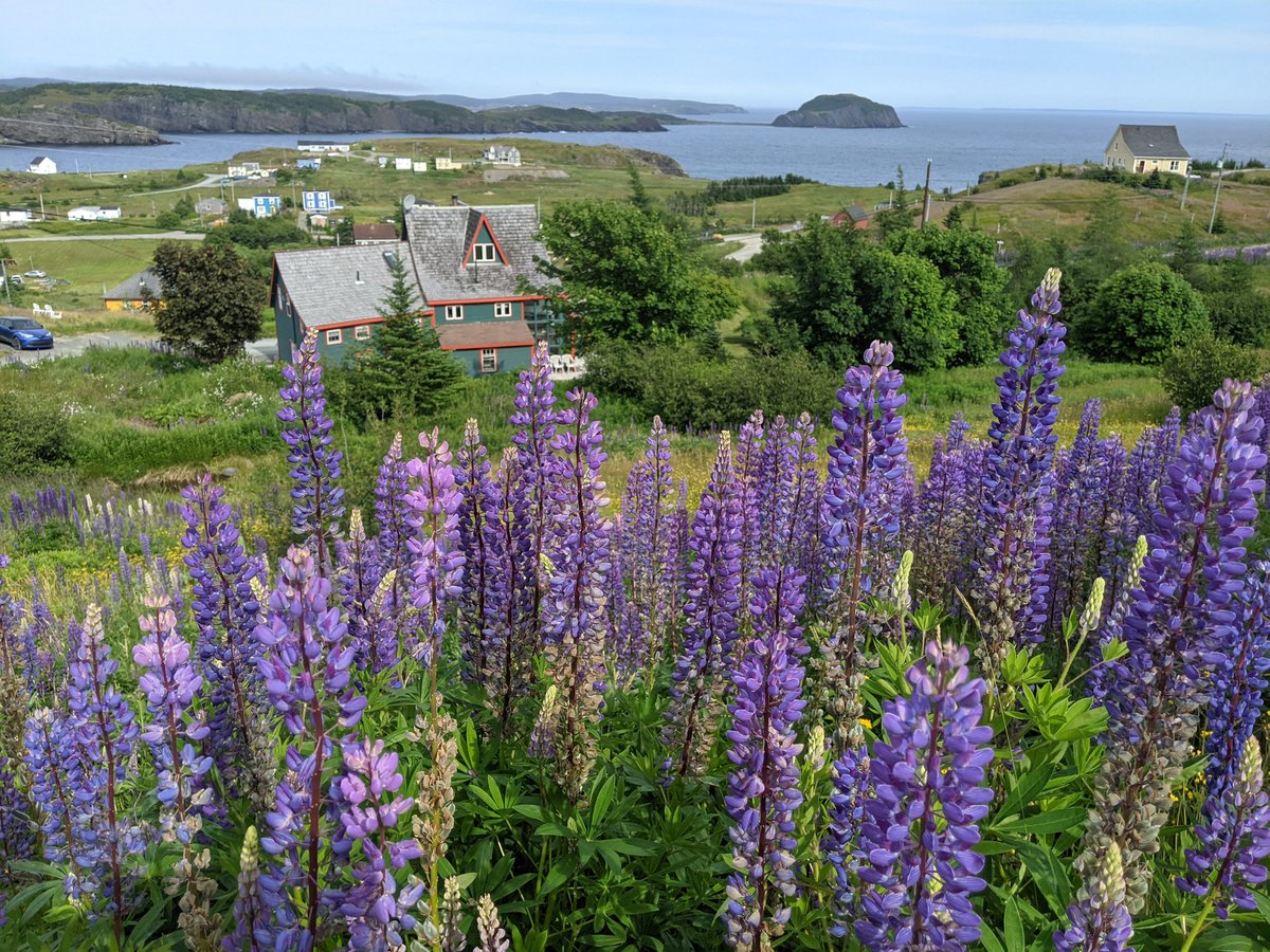bestkind13's tweet photo. Another absolutely incredible trip back home. Newfoundland &amp; Labrador in all of it's wonder! #newfoundlandlabrador #yourbackyardbeckons @NLtweets @CBCNL https://t.co/gvNqIoEUVJ