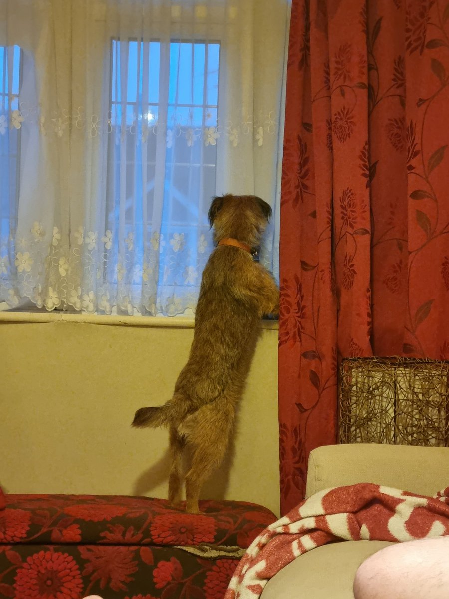 dettybo's tweet photo. All present & correct, nosey Parker Grumpy on patrol keeping yoos neighbourhood safe from errant foxes, cats & squizzers!! #BTPosse #borderterrier #borderpatrol #enguard #feelingbetter https://t.co/D6IOz74NGU