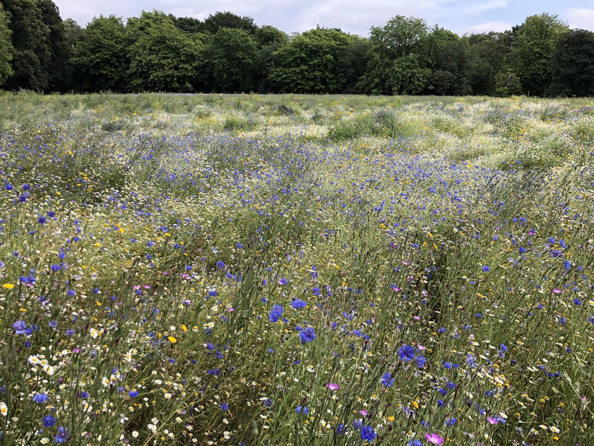 Wild Flowers @ Sefton Park were so boss today. ❤️