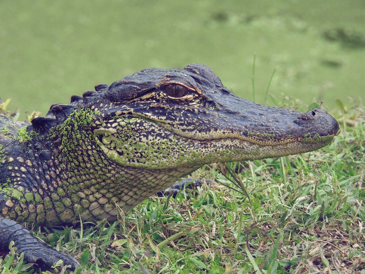 Craving more than just a city escape? Why not take a Swamp Tour and get up close and personal with gators and 🐍 other natural inhabitants 🐊