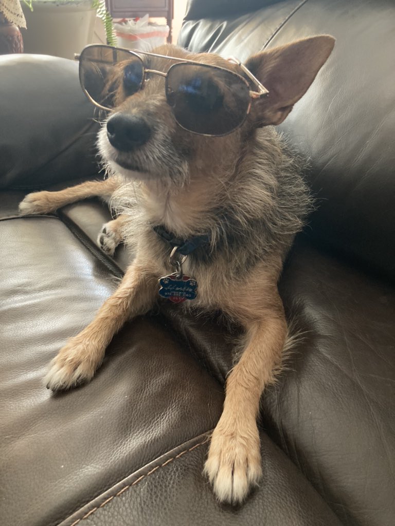 HerbieMooland's tweet photo. Canβt decide if Iβm giving off cool grandpa vibesπ΄π»πΆ or newbie pilot vibesπ¨πΌββοΈβοΈ: #aviatorshades #sunglasses #grandpaorpilot #dogsoftwitter #dogswithsunglasses https://t.co/Bv6FUgJQrH