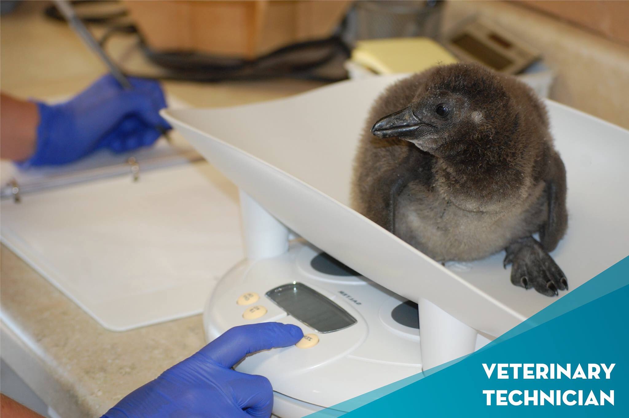 Metro Richmond Zoo on Twitter: "The zoo is hiring a veterinary technician!  Under the guidance of the zoo veterinarian, the vet tech is responsible for  providing high quality healthcare to all 2,000