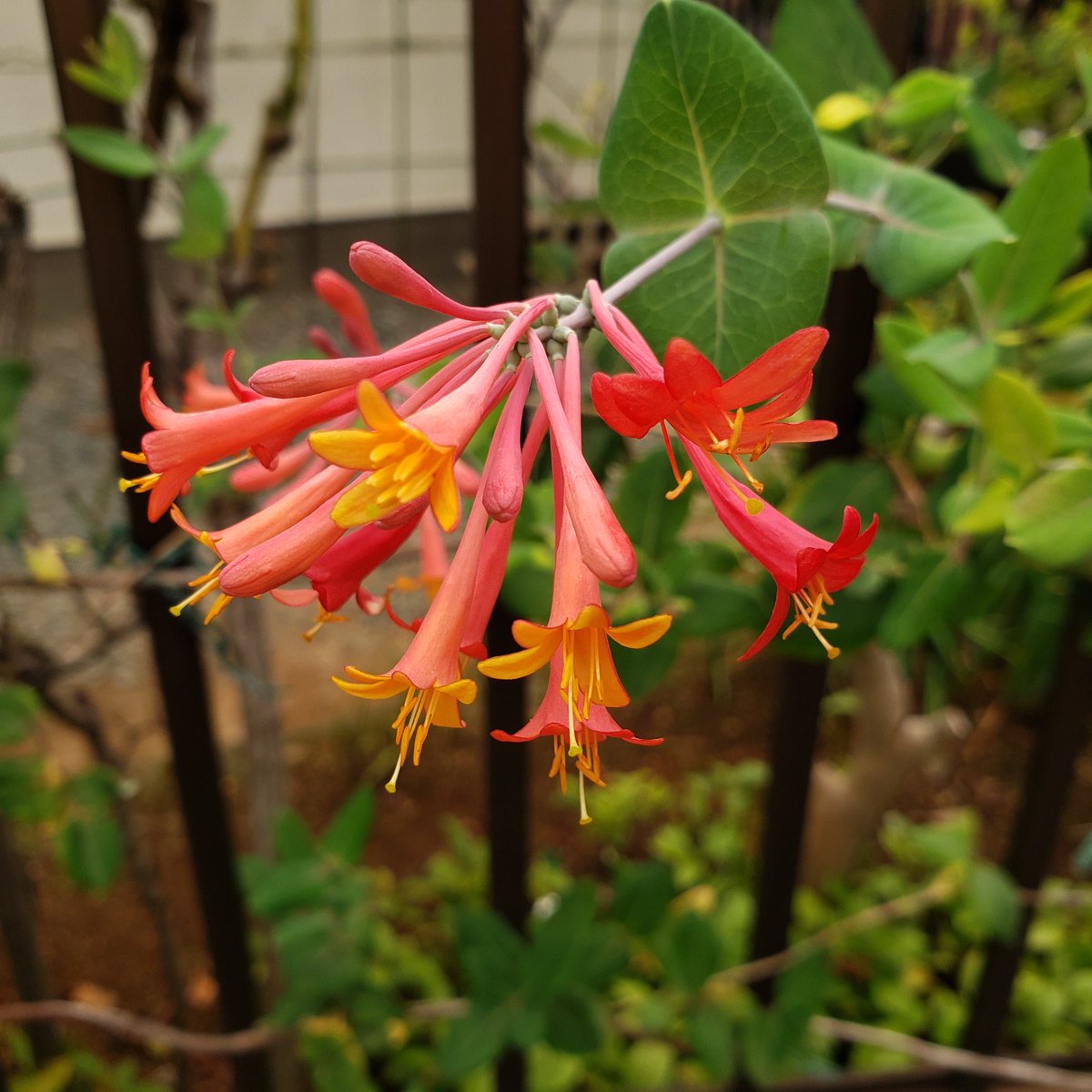 オレンジのはな