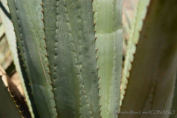 SEMARNAT_mx's tweet photo. México es un país privilegiado desde el punto de vista de la diversidad de #magueyes (también conocidos como #agaves) que posee; es su centro de origen y diversidad natural. 🇲🇽🌵🥃🍃

Hoy, #DíaInternacionalDelTequila, preparamos este 🧵 para contarte más. 👇🏽 https://t.co/0Q9xYA5vDF