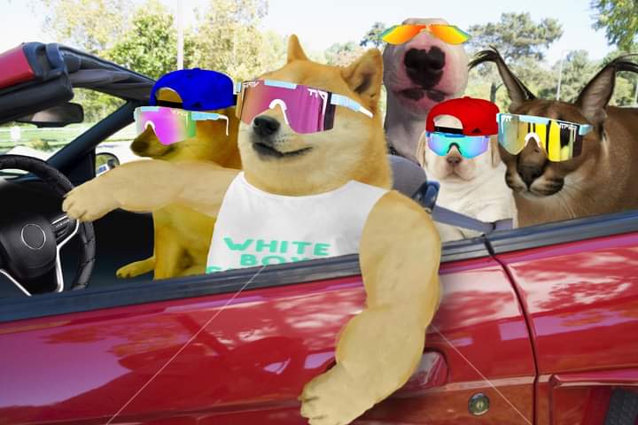 itsALLrisky's tweet photo. Me and the squad pulling up to #Dogepalooza https://t.co/WxDWJg9wYh