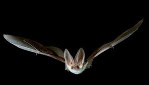 Luisitoelantis1's tweet photo. @Canal1Colombia @Citytv BUENAS, UNA PREGUNTA POR CASUALIDAD USTEDES PUEDEN PONER EN SU CANAL UN PROGRAMA HABLANDO SOBRE LOS MURCIELAGOS CON UN VETERINARIO. SALUDOS DESDE VENEZUELA https://t.co/TCUEXwbrPp