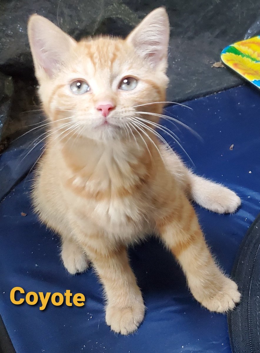 CatWombat's tweet photo. New Brother and Sister
I havent met them yet but dis is Coyote and Wolverine https://t.co/LEfkFm0Zco
