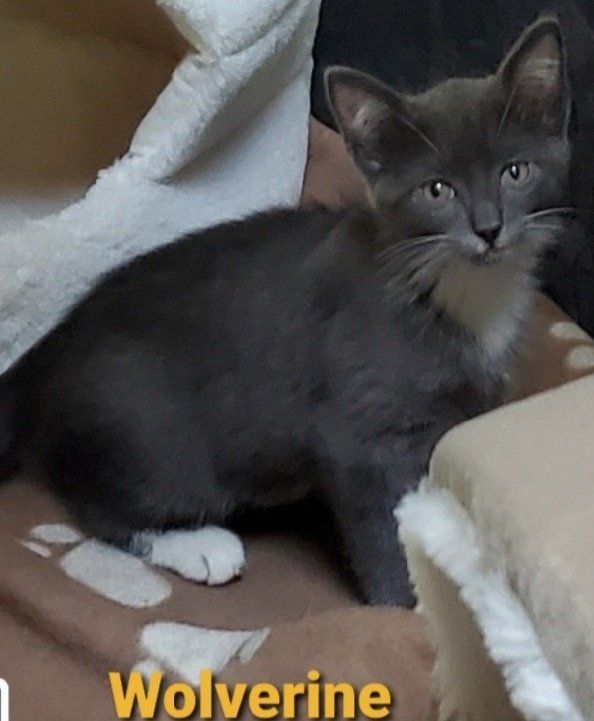 CatWombat's tweet photo. New Brother and Sister
I havent met them yet but dis is Coyote and Wolverine https://t.co/LEfkFm0Zco