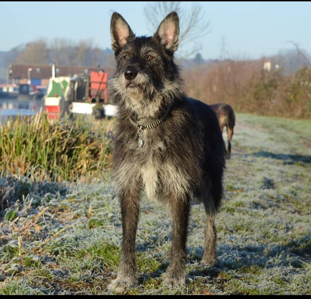 Bobster2007's tweet photo. @rickygervais When my father passed about 15 years ago, I cried. When my old dog passed last week, I wept like a baby. RIP Bobbie, my so mate 🐕 https://t.co/CkHgu53PLg