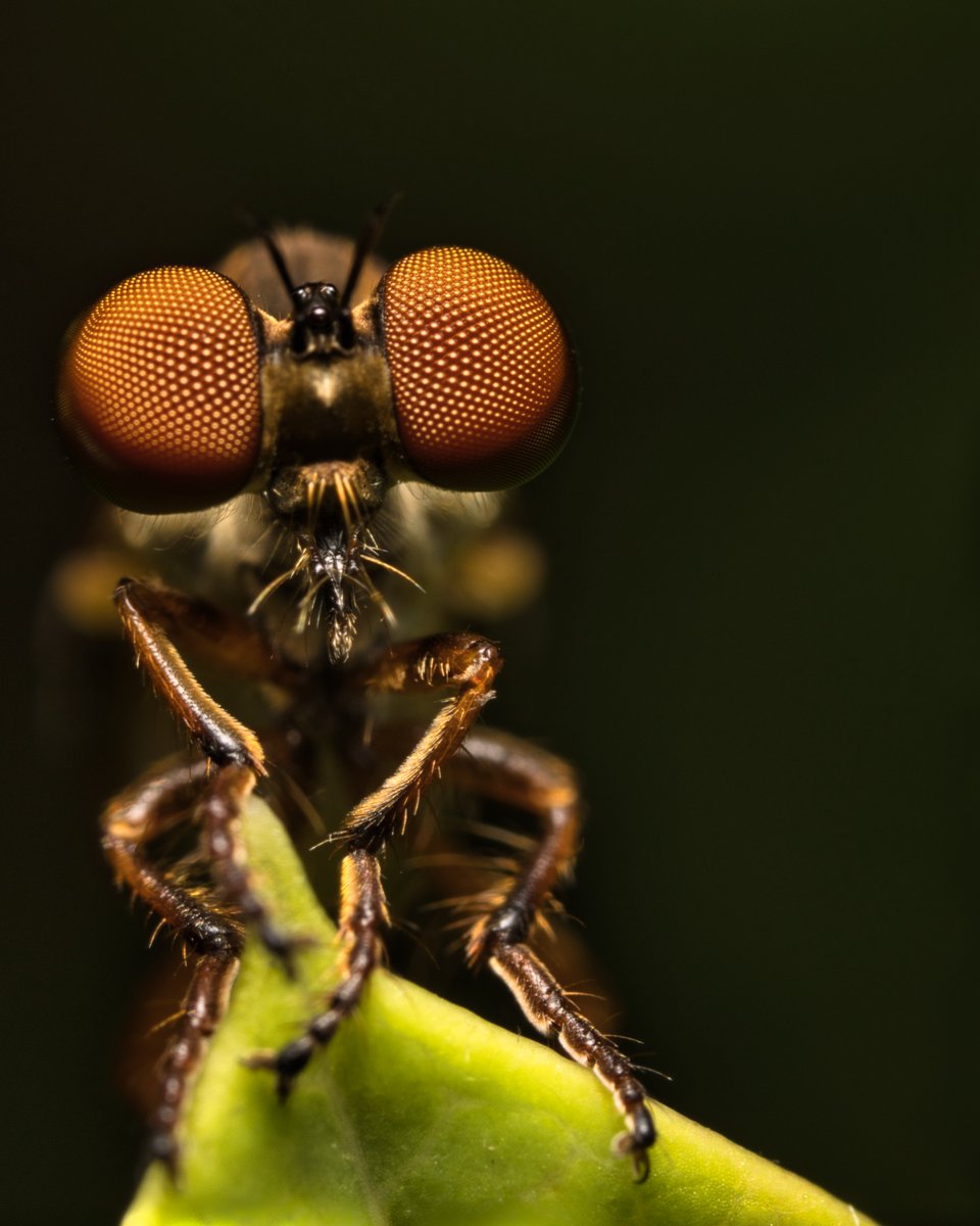 JohnReedPavan's tweet photo. Robber Fly in the Ramble. Note the 3 simple eyes in the middle of the head.

#robberfly #fly #predator #insect #bug #entomology #nature #wildlife #compoundeye #simpleeye #ramble #centralpark #nycparks #shotoncanon #luinarai #venusoptics https://t.co/N1WqU8TlsA