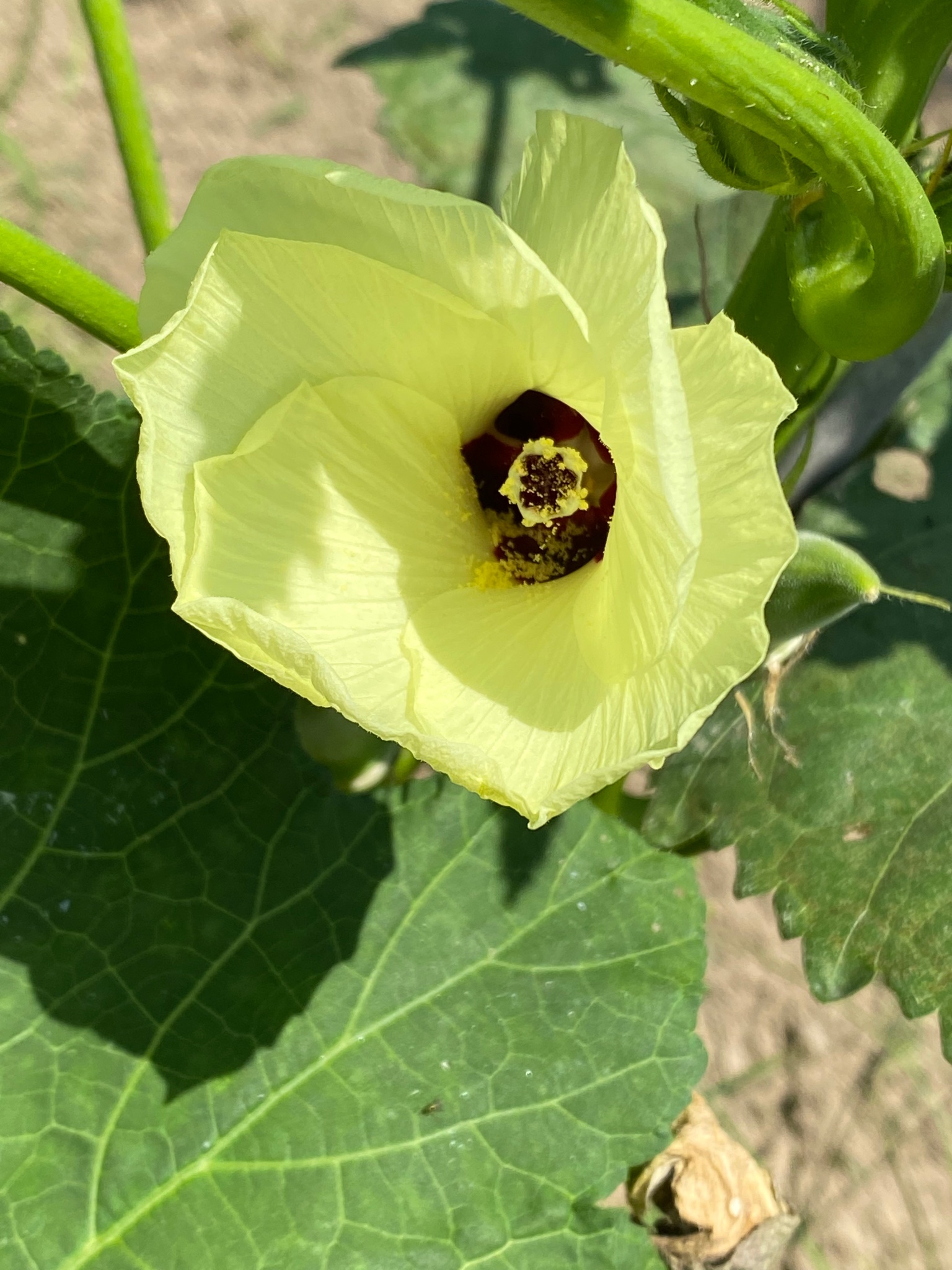 月影 オクラの花です オクラ は英名で 日本名としては ネバネバからトロロアオイ 切断面から陸蓮根 おかれんこん とも呼ばれるようです ちなみに 実を食べるのが一般的ですが 花も 食用に出来ます お花 オクラ T Co Upi9t5qcmp