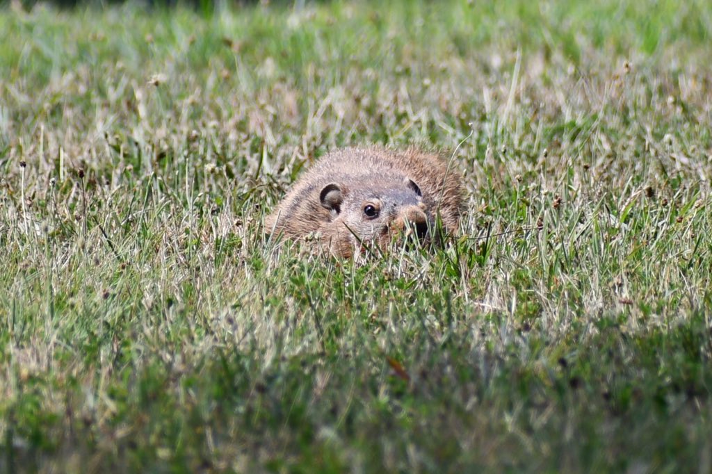CathyLaDuke's tweet photo. I spy Mr. Groundhog trying to hide .. #Day42 #frontcampus #wildlifephotography #summertime #Nikon #D7500 #photography https://t.co/XMJpcpQrmm
