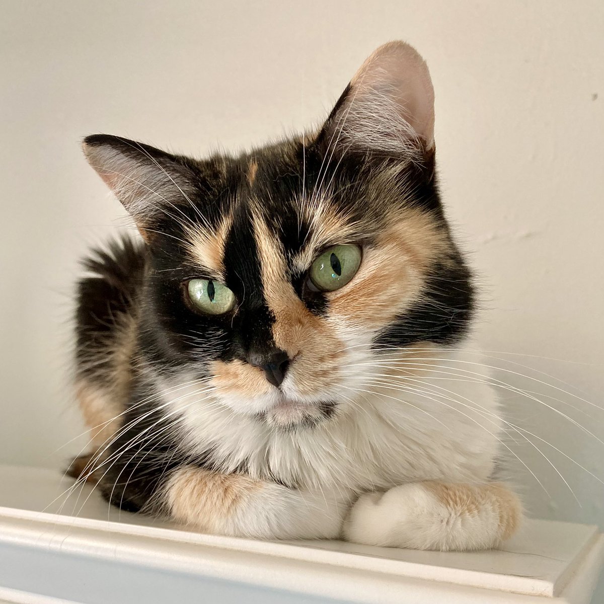 MyLittleMissCleo tweet media