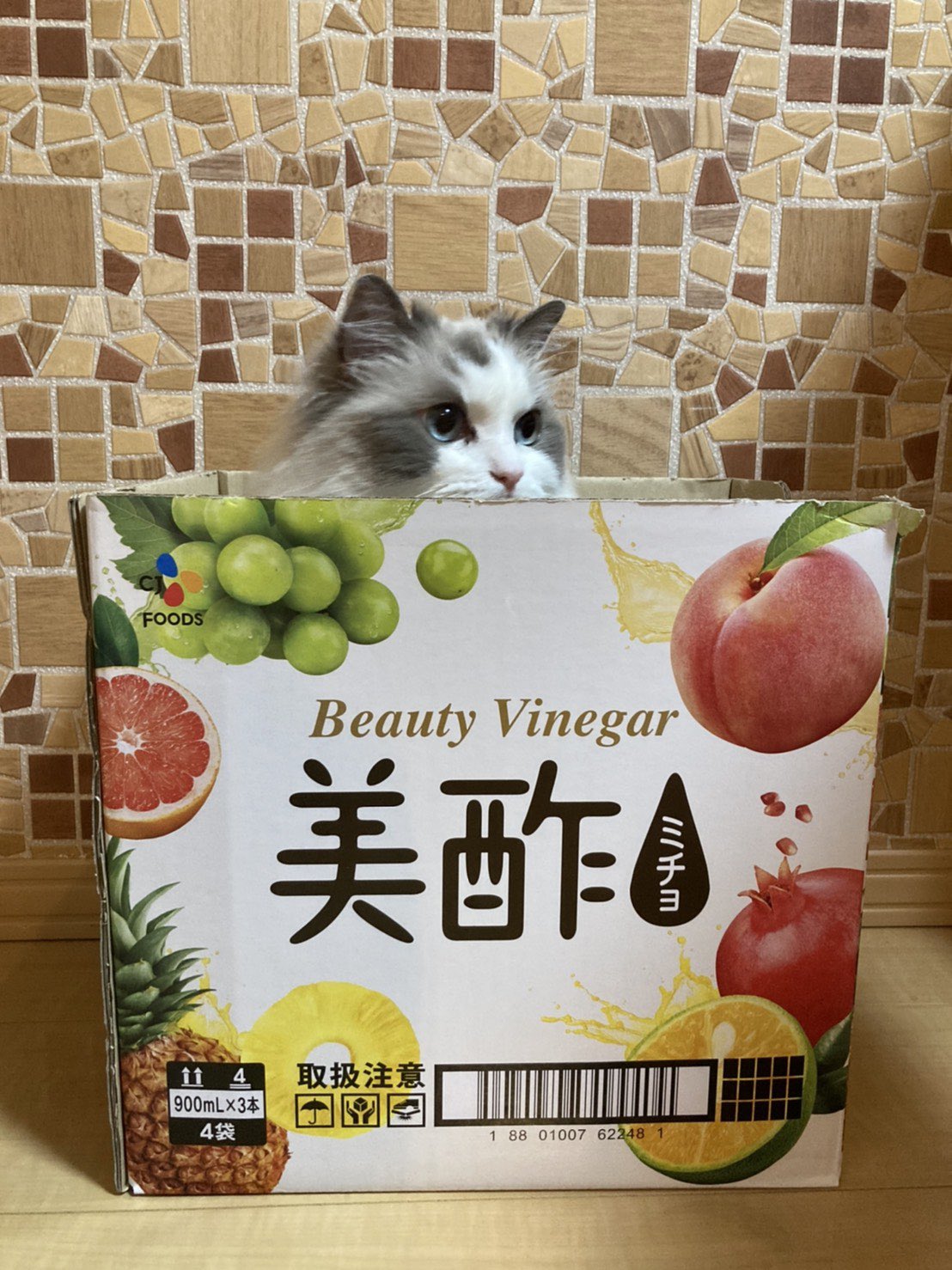 タレント猫 Twitter Search Twitter