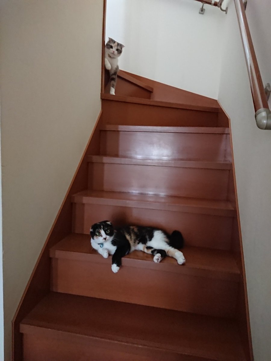 ide34629vv's tweet photo. ２階に上がらせてもらえない……😅
#ねこ
#猫
#猫好きさんと繋がりたい https://t.co/PPOn9ZvdMY