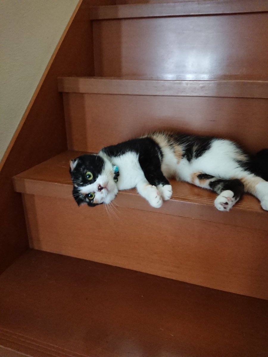ide34629vv's tweet photo. ２階に上がらせてもらえない……😅
#ねこ
#猫
#猫好きさんと繋がりたい https://t.co/PPOn9ZvdMY