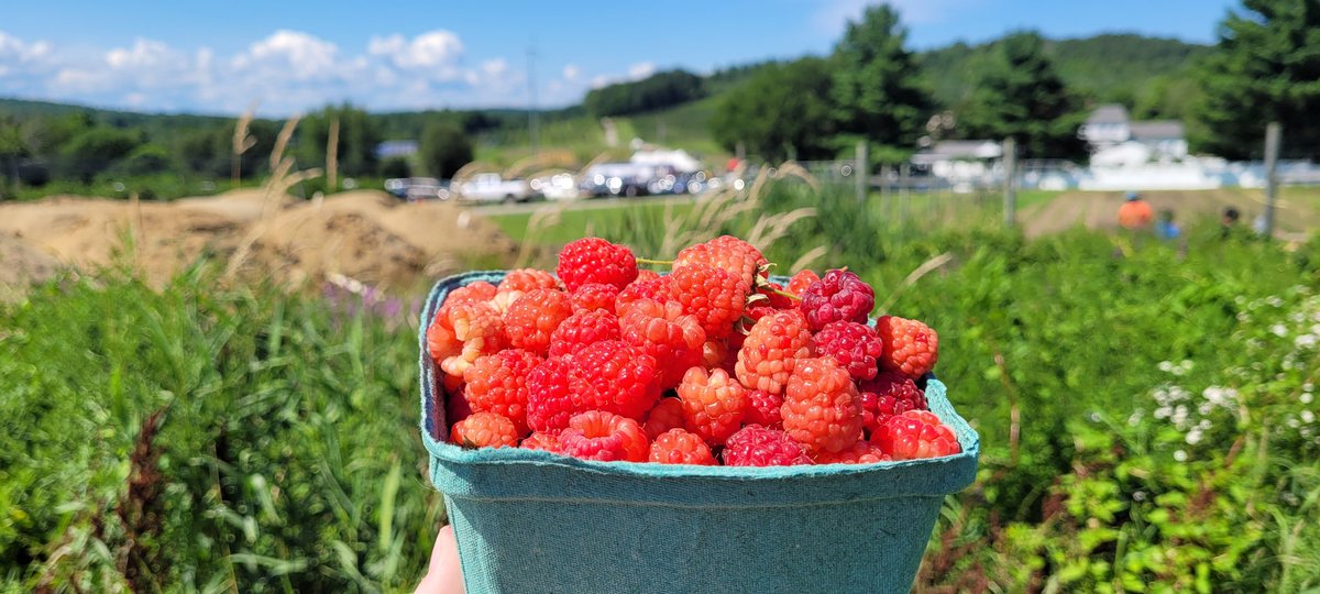 k_emerywx's tweet image. Absolute perfection 😊❤️ 
#raspberrypicking #midsummer #perfection