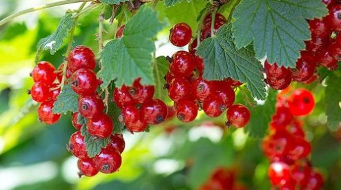 kremen_ua's tweet image. Как ухаживать за кустами смородины после сбора ур…  kremenchug.ua/news/consumer/…

#ягоды #урожай #садоводы #сады #Госпродпотребслужба #советы