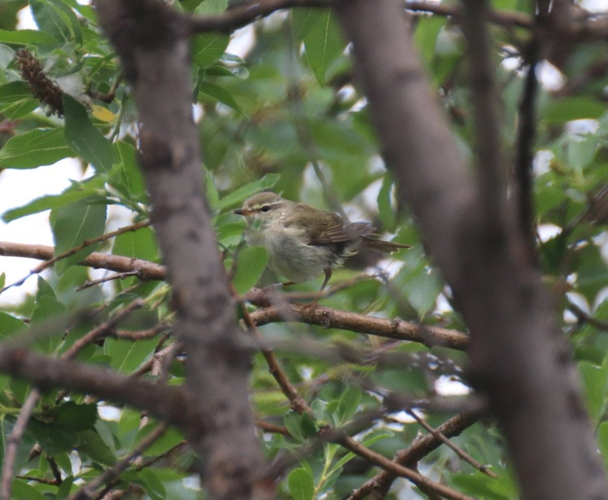 Lluis_SerraD's tweet photo. ...On the very last day I was able to twitch the Kamchatka leaf warbler (Phylloscopus examinandus), first observation in the Western Palearctic 😱.  What a nice way to say goodbye to #Kilpisjärvi 😍😍 https://t.co/BjUPNkKk5M