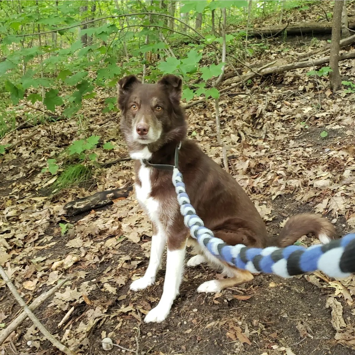 AgilitywAmanda's tweet photo. Sometimes Hershey just likes to sit in the woods when I tell him it's time to go home π
#smartdog #huskycross #browndog #cutedog #dogphoto #dogonawalk #dogonaleash #doginthewoods #sittingdog #dogposing #doglovers #dogadventures https://t.co/t5MUyAOGKH
