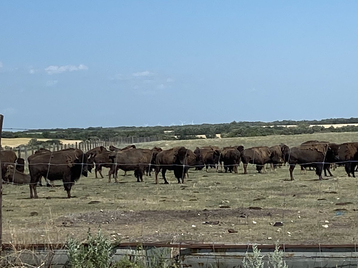 JasonChris71's tweet photo. ❤️ Well the trails seem shorter now, so did another lap and glad to see they expanded another area for the Buffalo❤️ https://t.co/Ezs4stCQRj