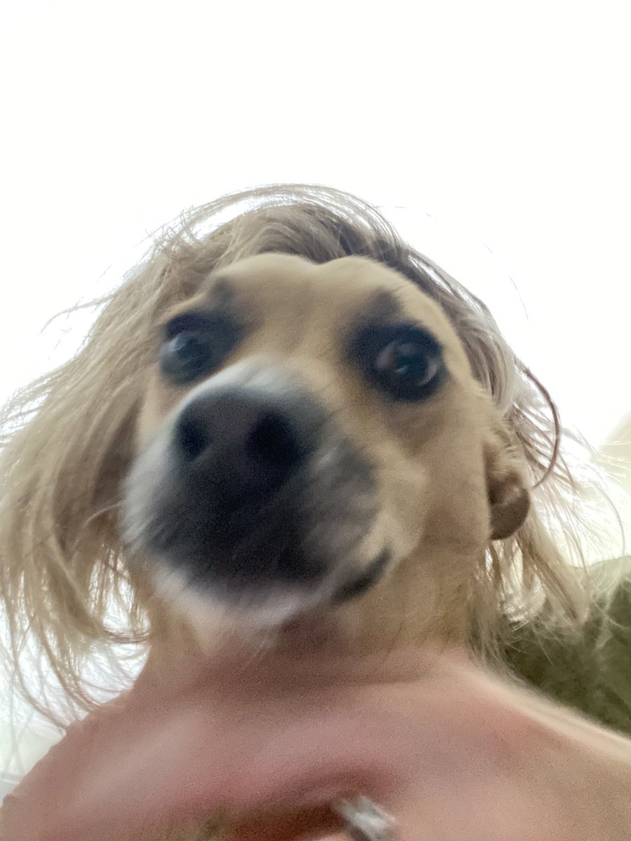 CosmicJane1's tweet photo. Look Molly has new wig  #dogs #loldog #dogsoftwitter https://t.co/l3MuTDCDIw