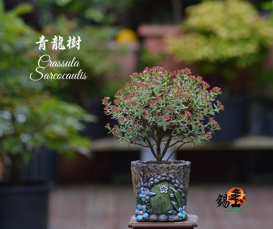 Shek_Bonsai's tweet photo. Crassula sarcocaulis 青龍樹 https://t.co/kxYixkhLcj