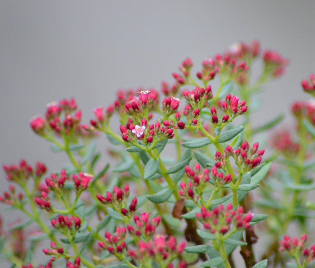 Shek_Bonsai's tweet photo. Crassula sarcocaulis 青龍樹 https://t.co/kxYixkhLcj
