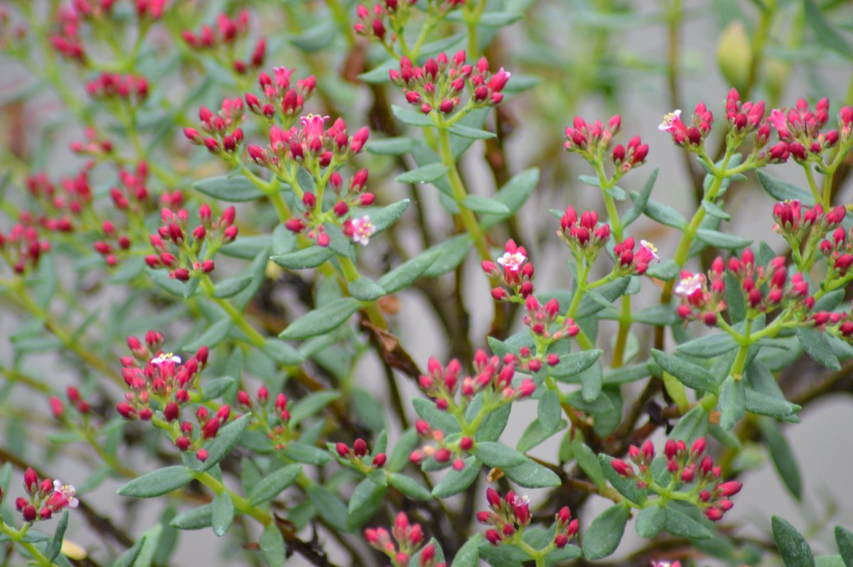 Shek_Bonsai's tweet photo. Crassula sarcocaulis 青龍樹 https://t.co/kxYixkhLcj