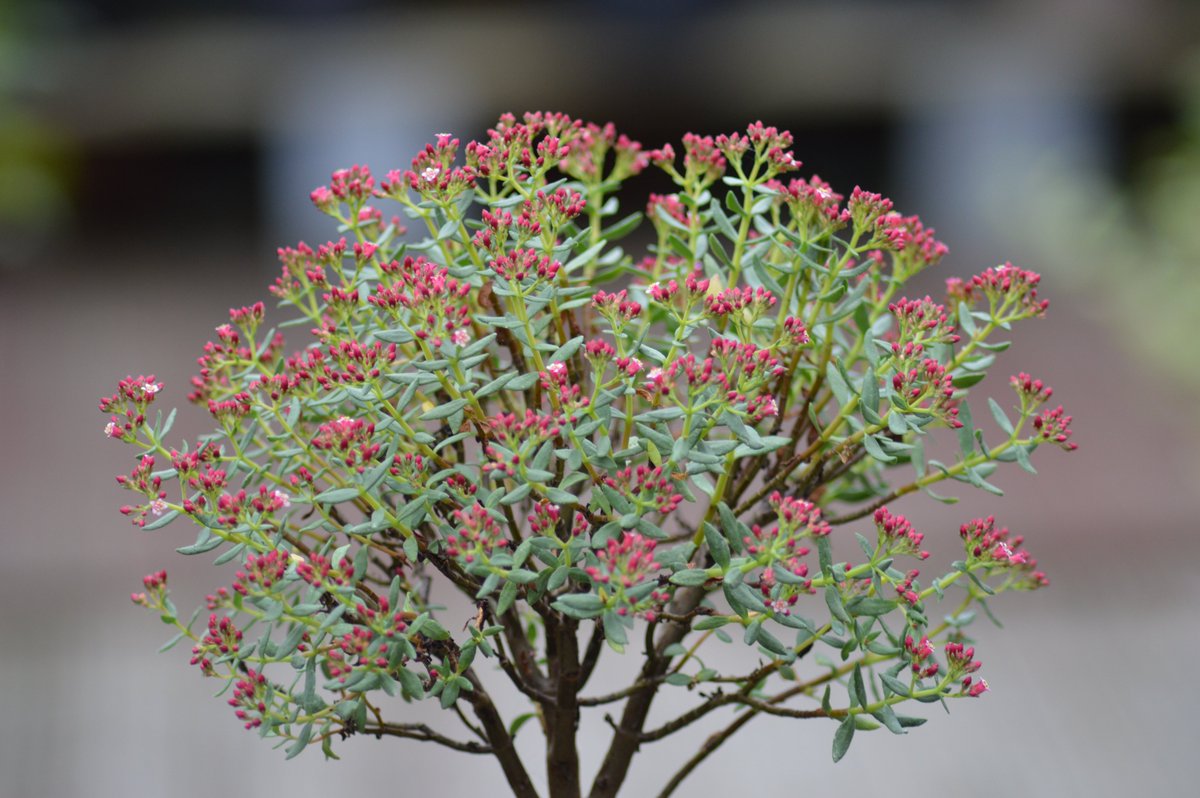 Shek_Bonsai's tweet photo. Crassula sarcocaulis 青龍樹 https://t.co/kxYixkhLcj