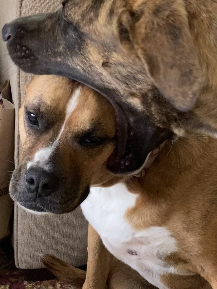 profmarkwood's tweet photo. @dog_rates this is Lucy and Brin. As you can see Lucy is super thrilled to have Brin visit for the summer! Brinny just loves his Lucy!!! https://t.co/LSsBhMFbSq