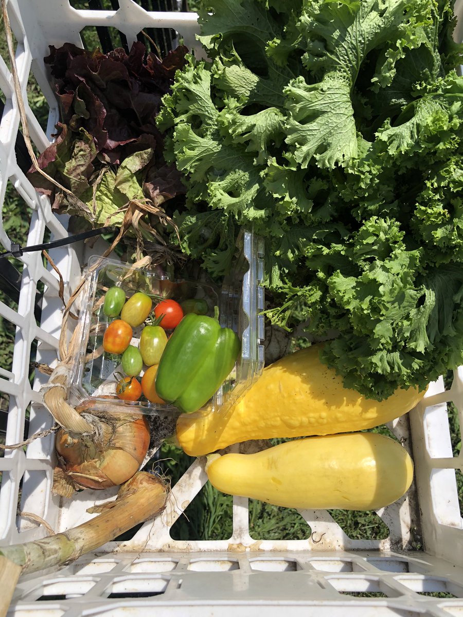 bennett_mca's tweet photo. The harvest sharing bin was full again this week! Tomatoes, cucumber, zucchini and onions! Lots of garlic on the way. It’s been drying. 🍅🥒🧅🧄 #localfood #community #schoolgardens #learnoutside https://t.co/Snw8rET4VJ
