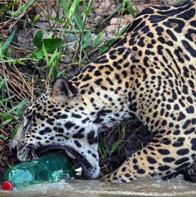 andretrig's tweet photo. O que é selvagem pra você? 
(By @ClimaInfoNews) https://t.co/jZYPsUTalK