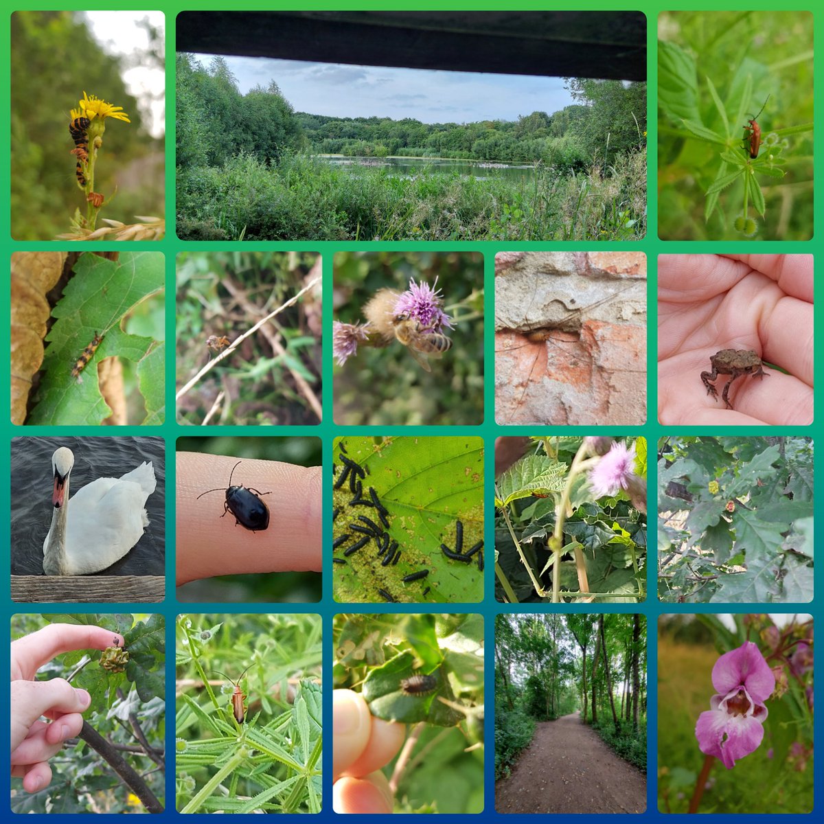 NurseKerriAnne's tweet photo. Lovely evening walk in #salewaterpark Sadly too late for sightings #bigbutterflycount but we did see #redsoldierbeetle #galls #babytoad #alderleafbeetle #alderleaflarvae #muteswan #cinnibarmothcaterpillar #longhornedcaddisfly #honeybee #harvestman Such a spirit-lifter! 🐝🪳🦢🐸🌲 https://t.co/hO5eU6Bnqo