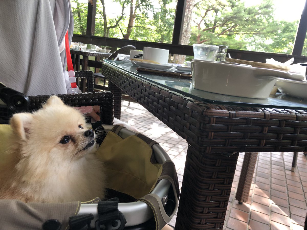 ティーカップポメラニアン ティーカップポメラニアン
