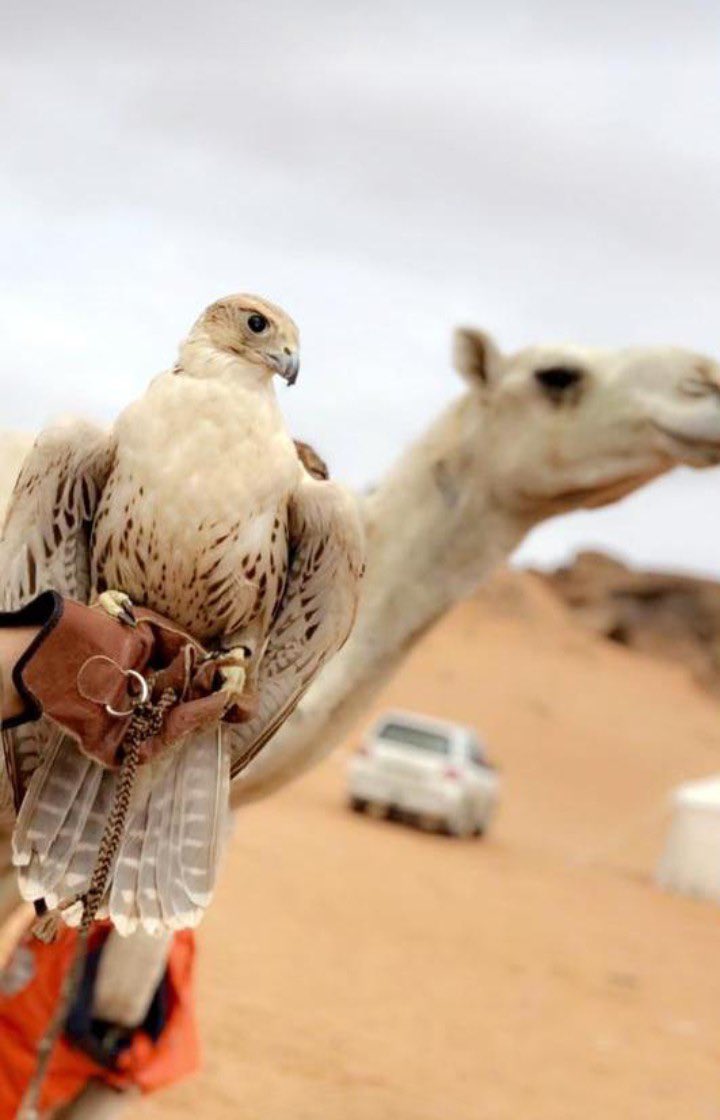 AlsamiiSLDG's tweet image. #النفسيه_شنو_محتاجه
تصويري تبوك الورد