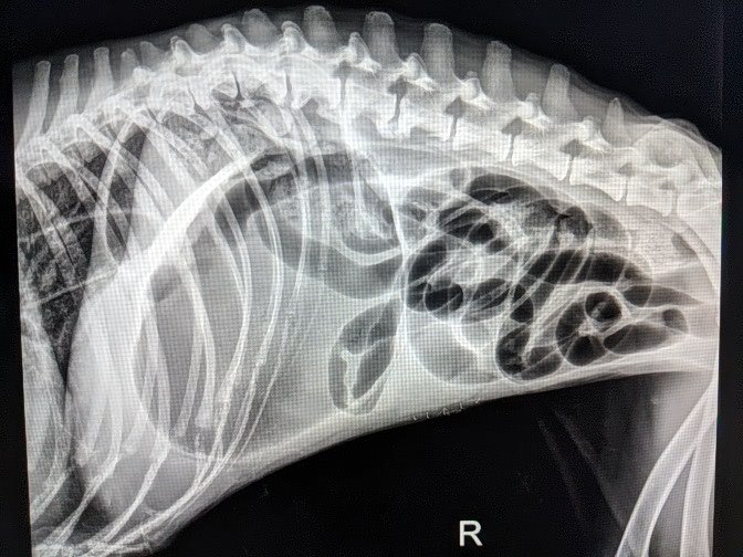 DrShygirl's tweet photo. Last night's shenanigans!
16 year FS Husky presented for retching. Had a history of CKD and a grade IV/VI heart murmur so she was a **perfect surgical candidate!**
#GDV #Popeyesign #Boxingglovesign https://t.co/lk0lpNSecl