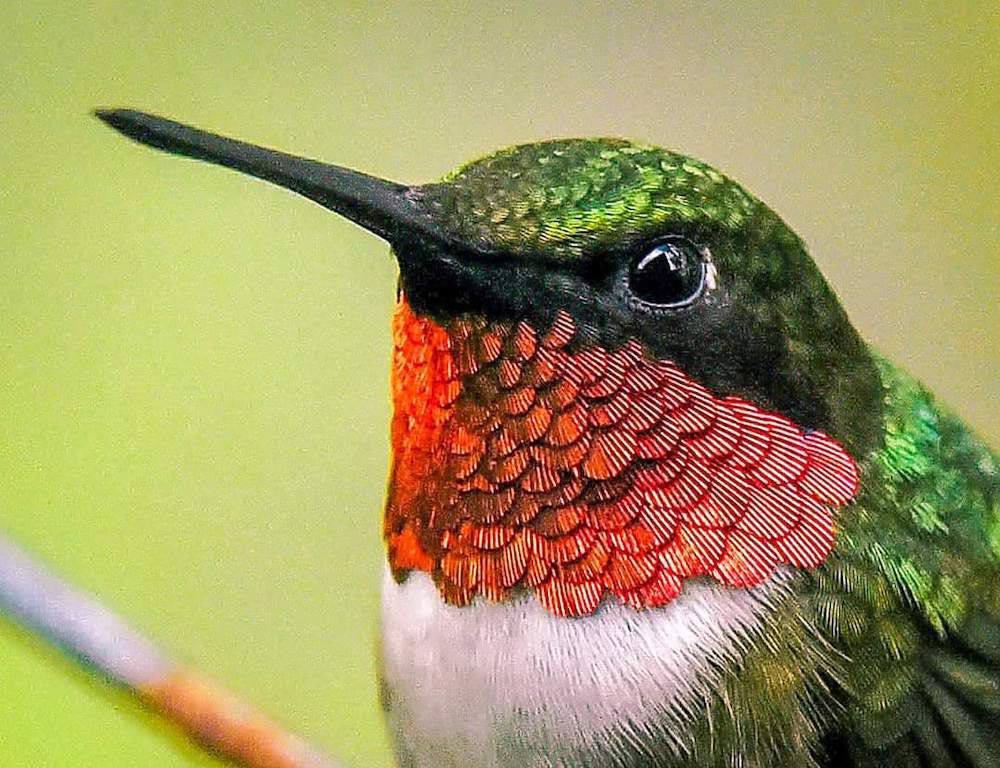 junhee ruby throated hummingbird- a glittery sequined sprite of a bird