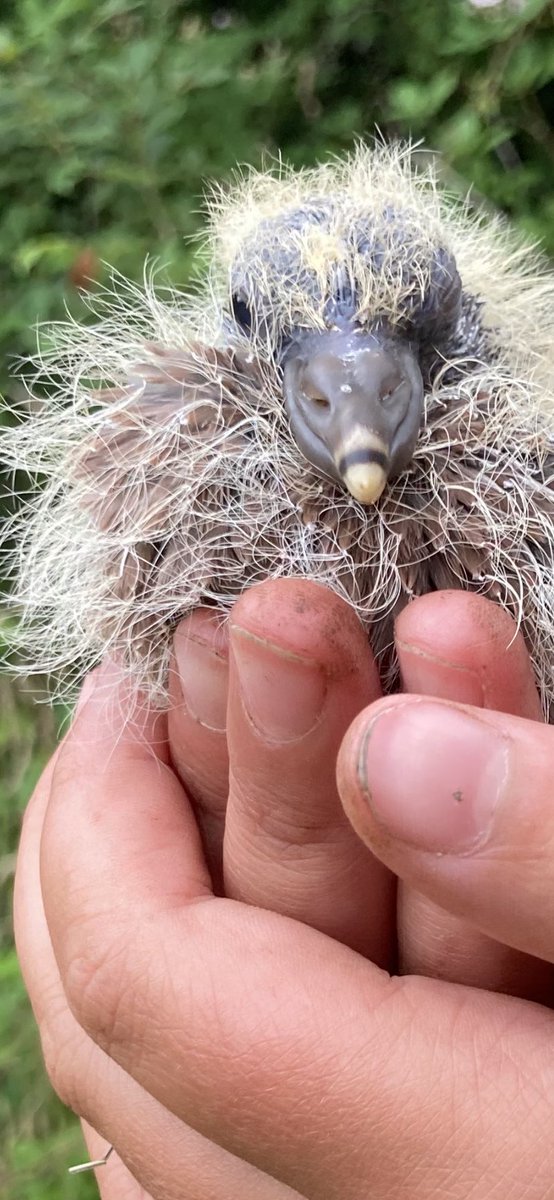 Sherlocker2's tweet photo. Young heron taken by buzzard and dropped. Now saved by teen girls. https://t.co/3WJs0qyoLI
