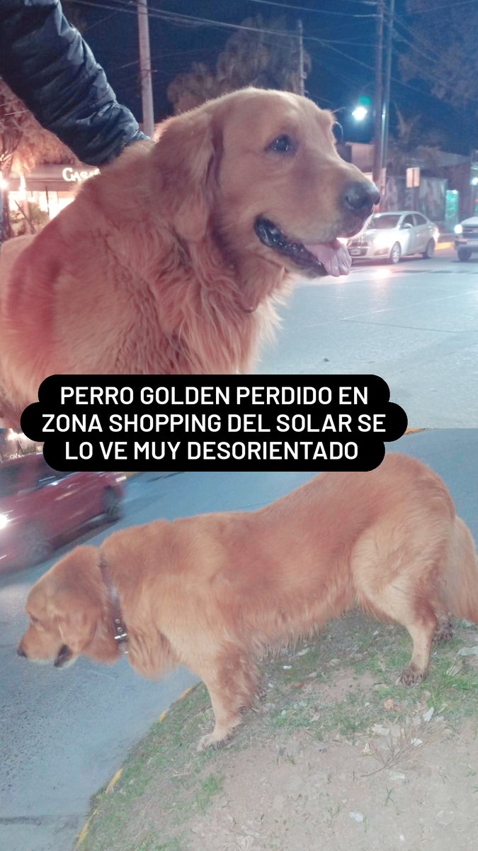DIFUNDIR POR FAVOR‼️Vimos este perrito estaba súper asustado casi lo chocan varias veces, claramente no es de la calle y estaba con collar