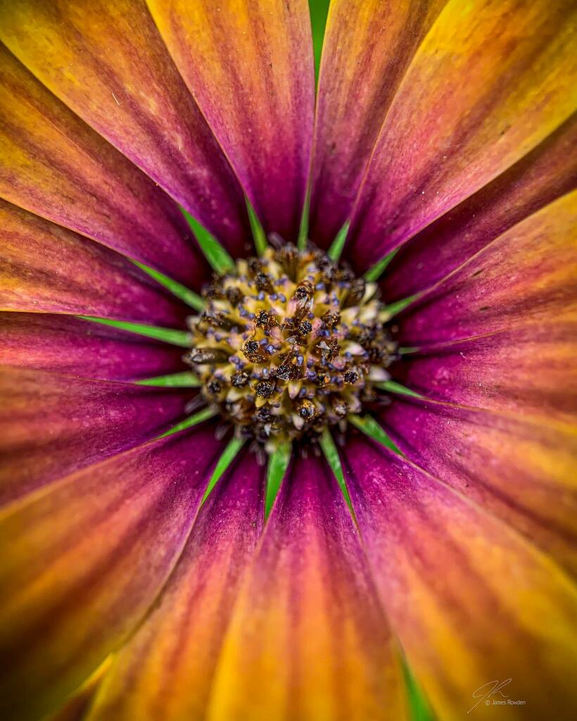Jimrow's tweet image. Flower fireworks. 
.
.
.
#littlethings #macrophotography  #flowersofinstagram instagr.am/p/CRukYtUD6gM/
